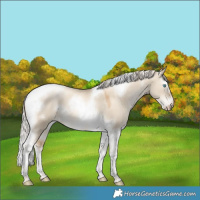Horse Color:Gray White Spotted Silver Amber Cream Champagne Pearl Dun Splash Tobiano Frame 