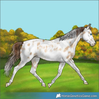 Horse Color:Gray White Spotted Amber Champagne Pearl Dun Splash Tobiano Leopard Rabicano 