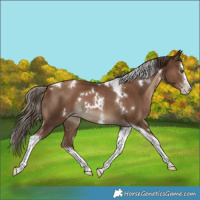 Horse Color:Gray White Spotted Black Pearl Splash Tobiano Rabicano 