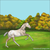 Horse Color:Gray White Spotted Silver Sable Champagne Pearl Dun Splash Appaloosa Rabicano 