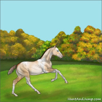 Horse Color:Gray Amber Cream Champagne Pearl Dun Splash Tobiano Appaloosa Rabicano 