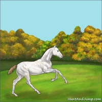 Horse Color:White Spotted Sable Cream Champagne Pearl Dun Appaloosa Rabicano 