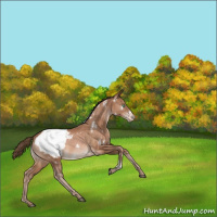 Horse Color:White Spotted Brown Pearl Appaloosa Rabicano 