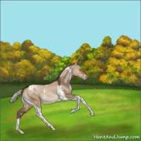 Horse Color:Gray Silver Brown Pearl Dun Tobiano Appaloosa 