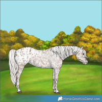 Horse Color:Silver Grullo Appaloosa 