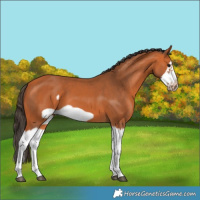 Horse Color:Bay Splash Frame