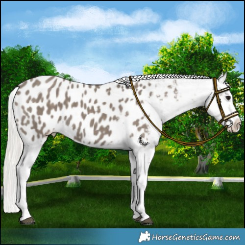 Horse Color:Silver Grullo Appaloosa 
