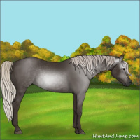 Horse Color:Gray Silver Black 