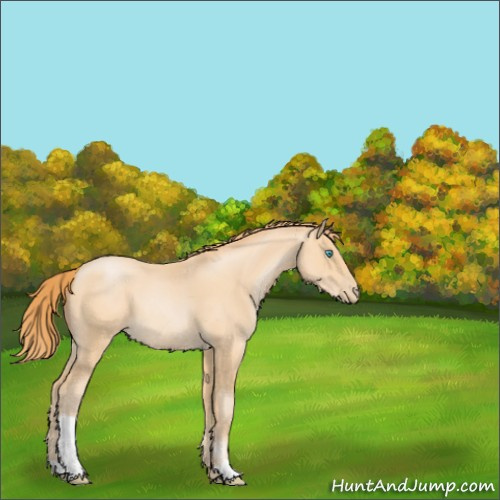Horse Color:Buckskin Pearl 