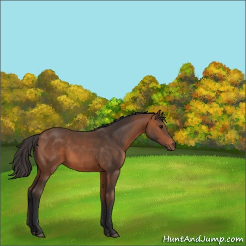 Horse Color:Bay 