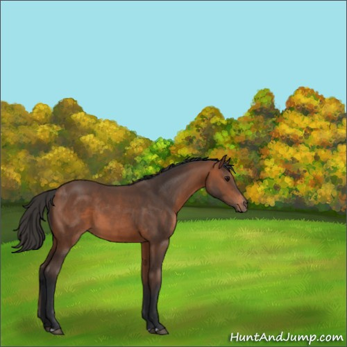 Horse Color:Bay 