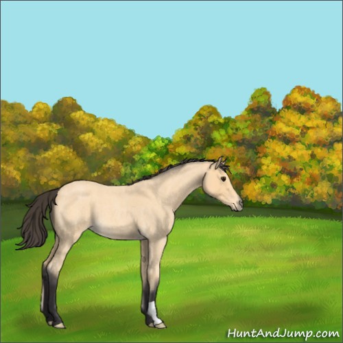Horse Color:Buckskin Roan 