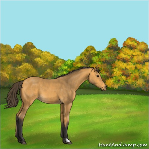 Horse Color:Buckskin 