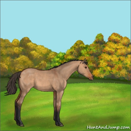 Horse Color:Bay Dun 