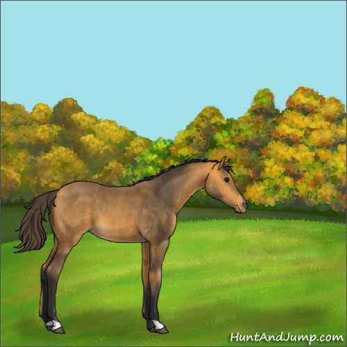 Horse Color:Buckskin 