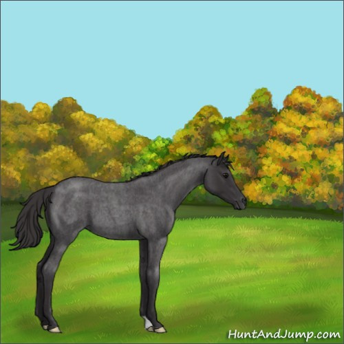 Horse Color:Smoky Blue Roan 