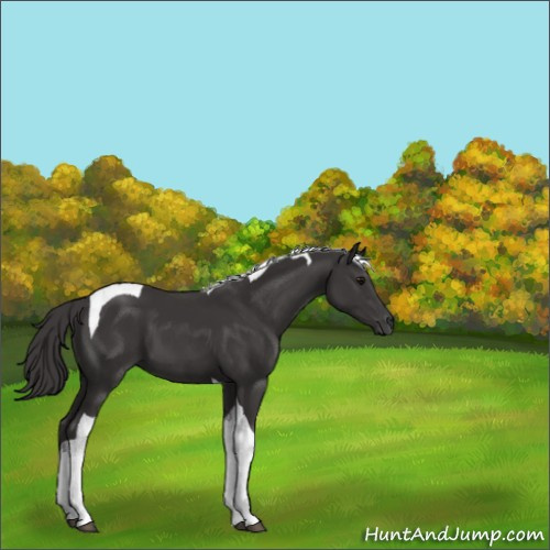Horse Color:Smoky Black Tobiano 