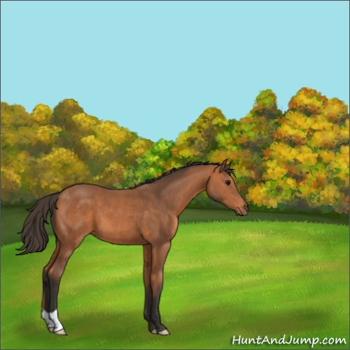 Horse Color:Bay 