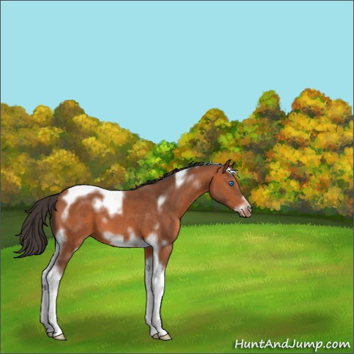 Horse Color:Bay Tobiano Frame 