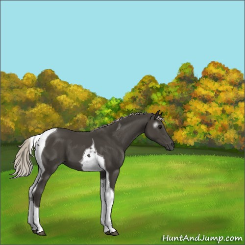 Horse Color:Gray Silver Black Tobiano 
