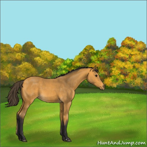 Horse Color:Buckskin 