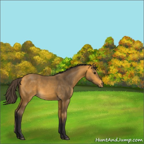 Horse Color:Buckskin 