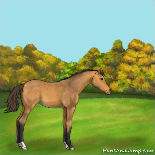 Horse Color:Buckskin 