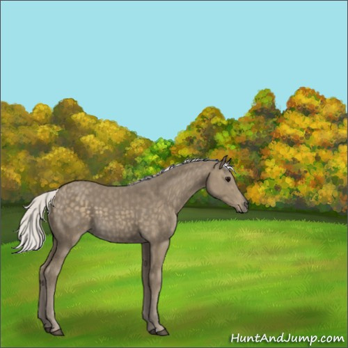 Horse Color:Silver Smoky Black 