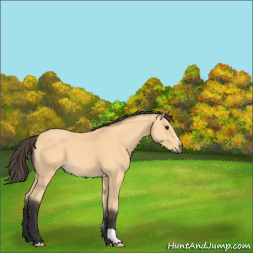 Horse Color:Buckskin 