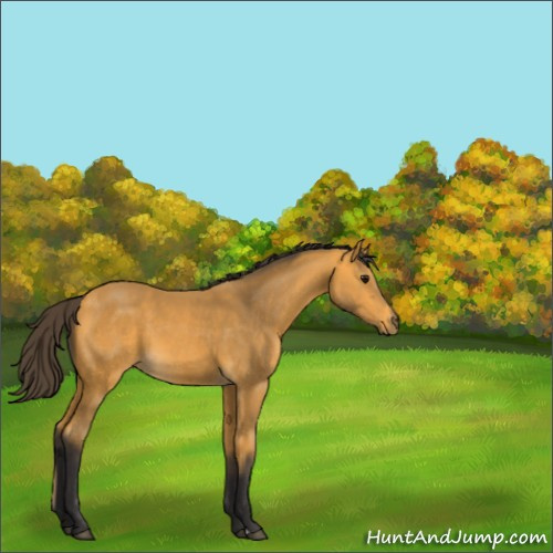 Horse Color:Buckskin 
