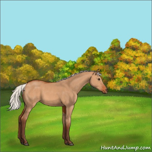 Horse Color:Silver Bay Dun 