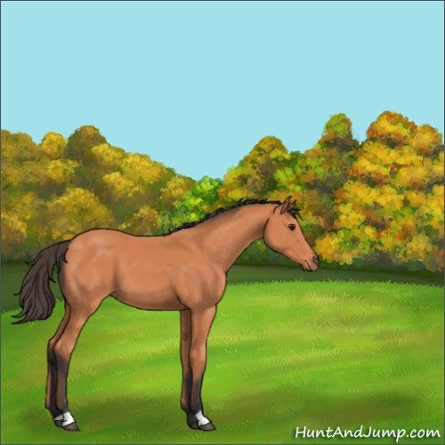 Horse Color:Bay 