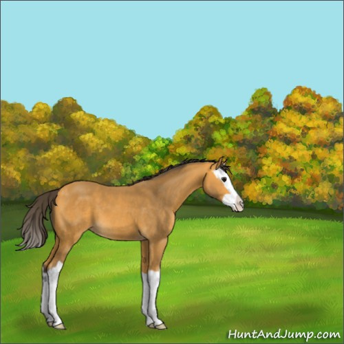 Horse Color:Buckskin Splash 