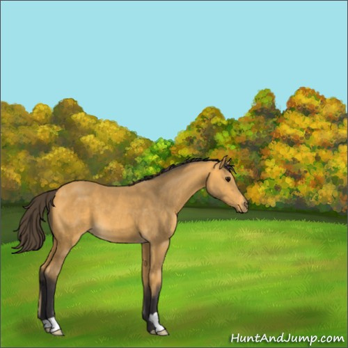 Horse Color:Buckskin 