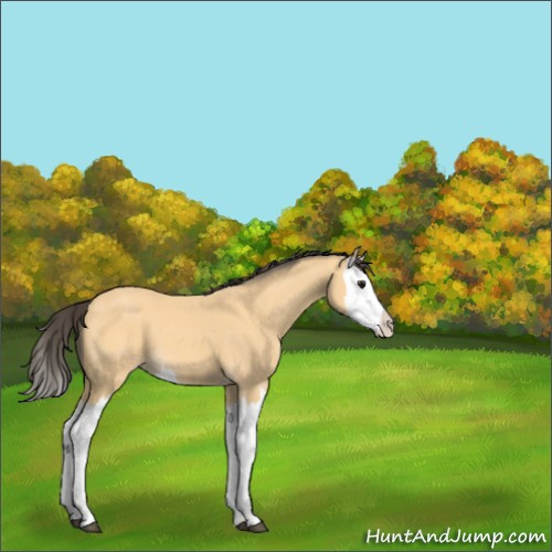 Horse Color:Buckskin Splash 