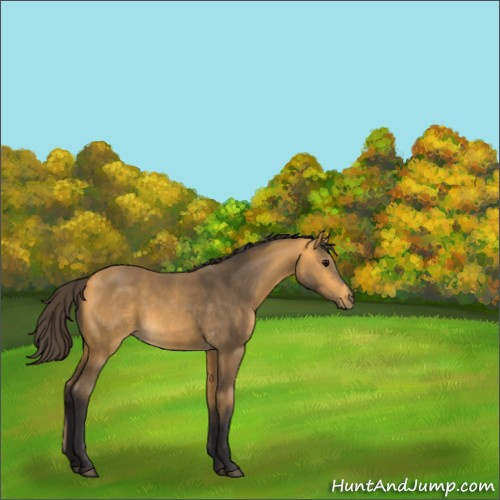 Horse Color:Buckskin 