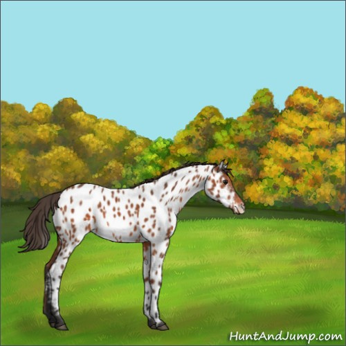 Horse Color:Bay Appaloosa 