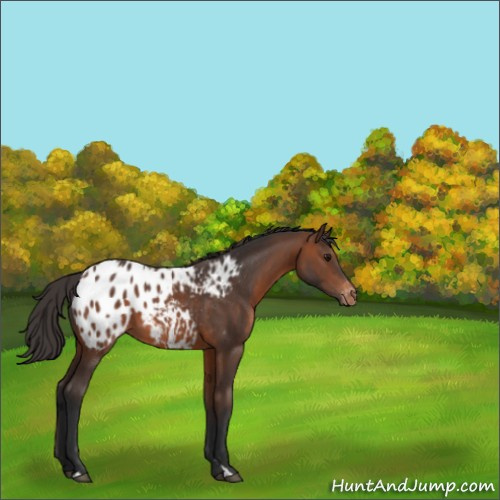 Horse Color:Brown Appaloosa 