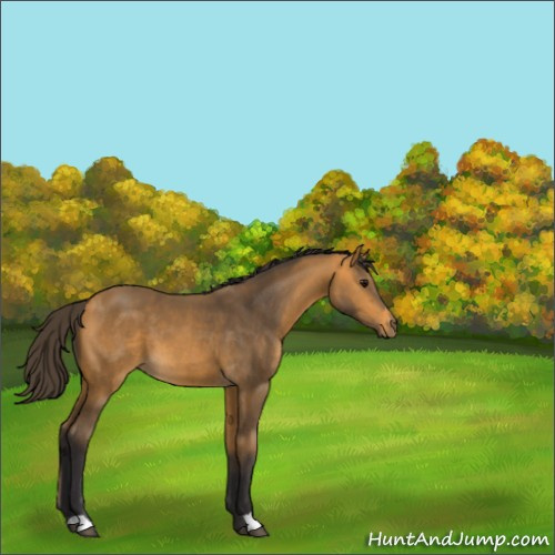 Horse Color:Buckskin 