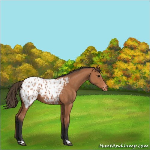 Horse Color:Bay Appaloosa 