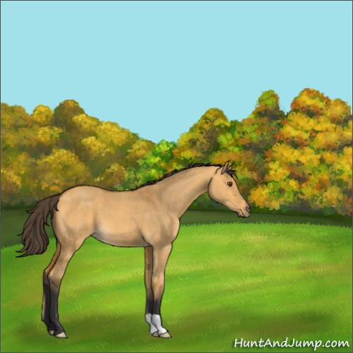 Horse Color:Buckskin Dun 