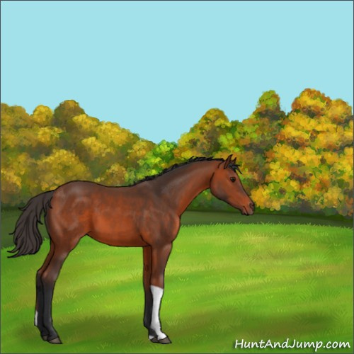 Horse Color:Bay Tobiano 