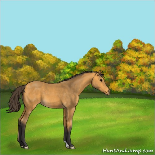 Horse Color:Buckskin 