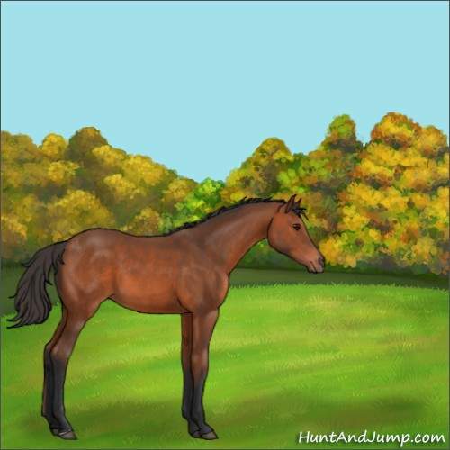 Horse Color:Bay 