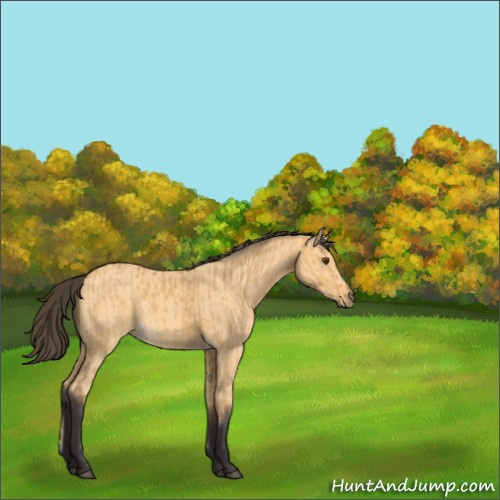 Horse Color:Buckskin Dun  and Buckskin 