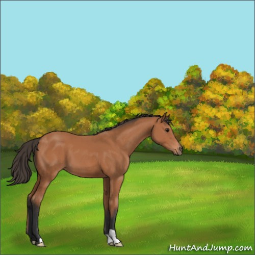Horse Color:Bay 