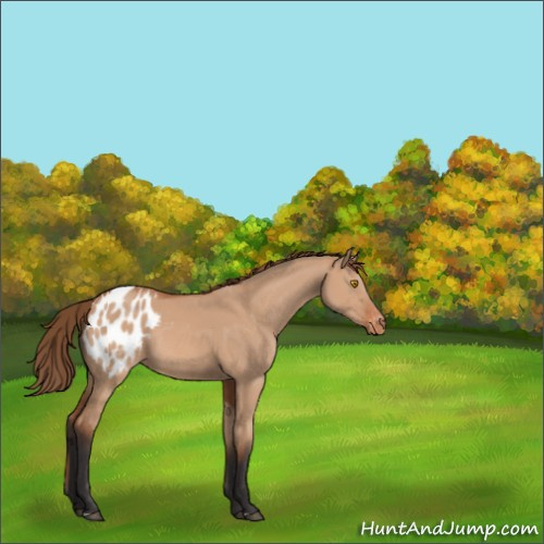 Horse Color:Bay Dun Appaloosa Rabicano 