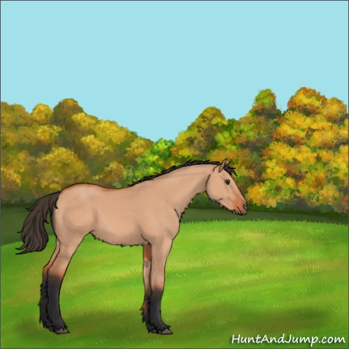 Horse Color:Bay Dun 