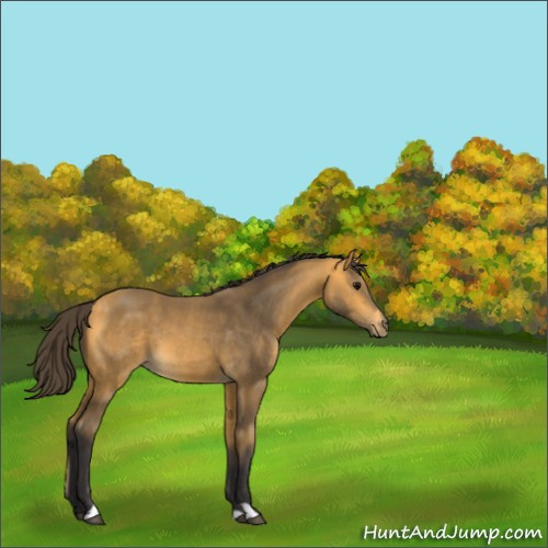 Horse Color:Buckskin 