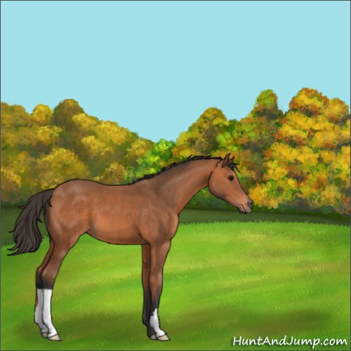 Horse Color:Bay 